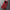 Luxe Lichtgewicht Bodywarmer voor Heren – Thomas