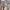 Gestreepte dames shorts met hoge taille en zakken – Nora