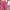 Dames shorts met zakken en elastische taille – Roos