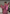 Elegante paillettenjurk voor dames – Valentina