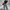 Dames Wijde Pijpen Jeans Luipaardprint – Sophia