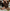 Dames tweedelige set met polo en hoge taille shorts – Lisa