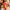 Halter Bikini met Strass Steentjes voor Luxe Strandlook – Liravelle