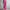 Bloemenprint Jurk met Getailleerd Silhouet en Comfort – Elina