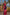Roze bloemen maxi jurk voor dames met open rug – Mirelle