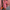 Dames jumpsuit met tailleband en zomerse elegantie – Lorena