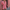 Dames jumpsuit met tailleband en zomerse elegantie – Lorena