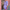 Dames jumpsuit met tailleband en zomerse elegantie – Lorena