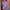 Dames jumpsuit met tailleband en zomerse elegantie – Lorena