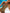 Panterprint Badpak Flatterende Pasvorm Trendy Look – Tigrana